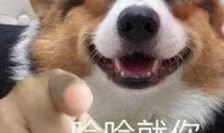 超凶的表情包有什么 又凶又可爱的表情包