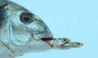 大鱼吃小鱼4 大鱼吃小鱼4